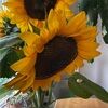 sophie_52
